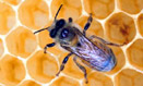 Un roman consuma 100 de grame de miere pe an